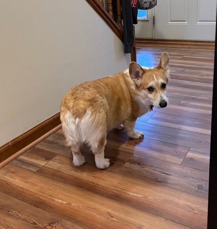 Petfinder corgi store