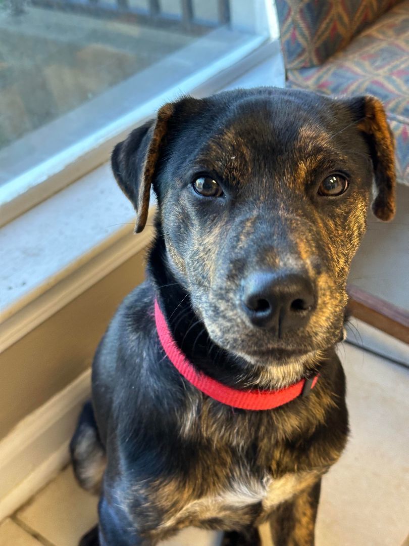 Dog for adoption - Dolly, a Rottweiler & Labrador Retriever Mix in New ...