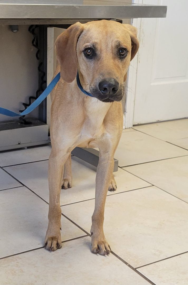 Redbone coonhound black hot sale mouth cur mix