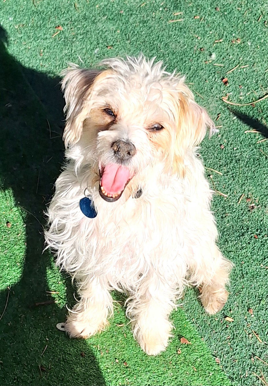 Kiwi, an adoptable Shih Tzu, Terrier in Colorado Springs, CO, 80907 | Photo Image 2