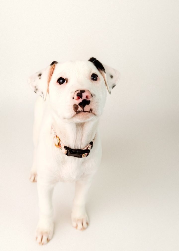 Marcie, an adoptable Pit Bull Terrier & Great Pyrenees Mix in Cypress, TX_image-4
