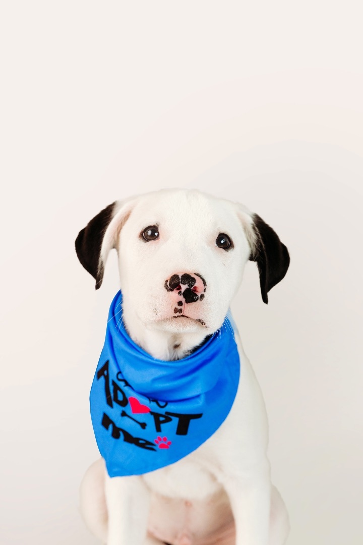 Simon, an adoptable Pit Bull Terrier & Great Pyrenees Mix in Cypress, TX_image-3