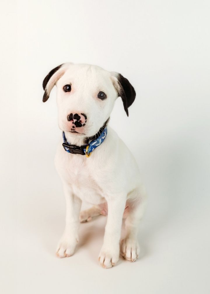 Simon, an adoptable Pit Bull Terrier & Great Pyrenees Mix in Cypress, TX_image-1