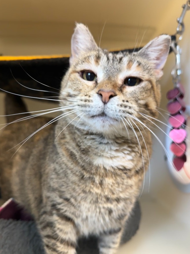 Miss Noel, an adoptable Domestic Short Hair in Menomonie, WI, 54751 | Photo Image 1