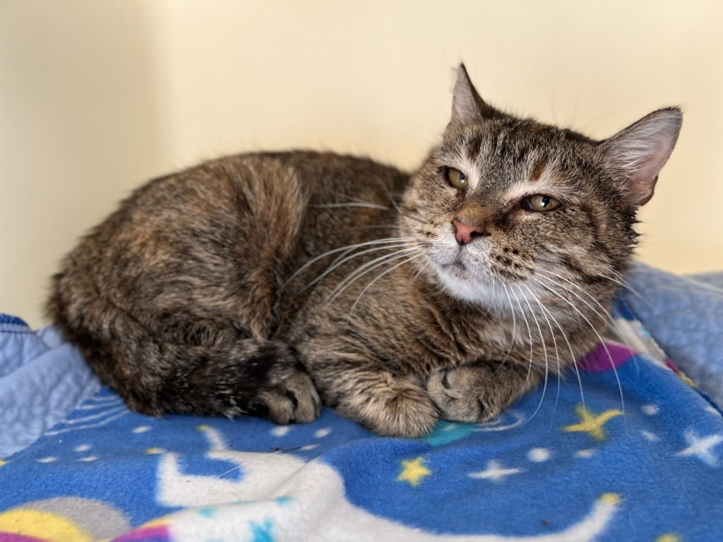 Miss Noel, an adoptable Domestic Short Hair in Menomonie, WI, 54751 | Photo Image 2