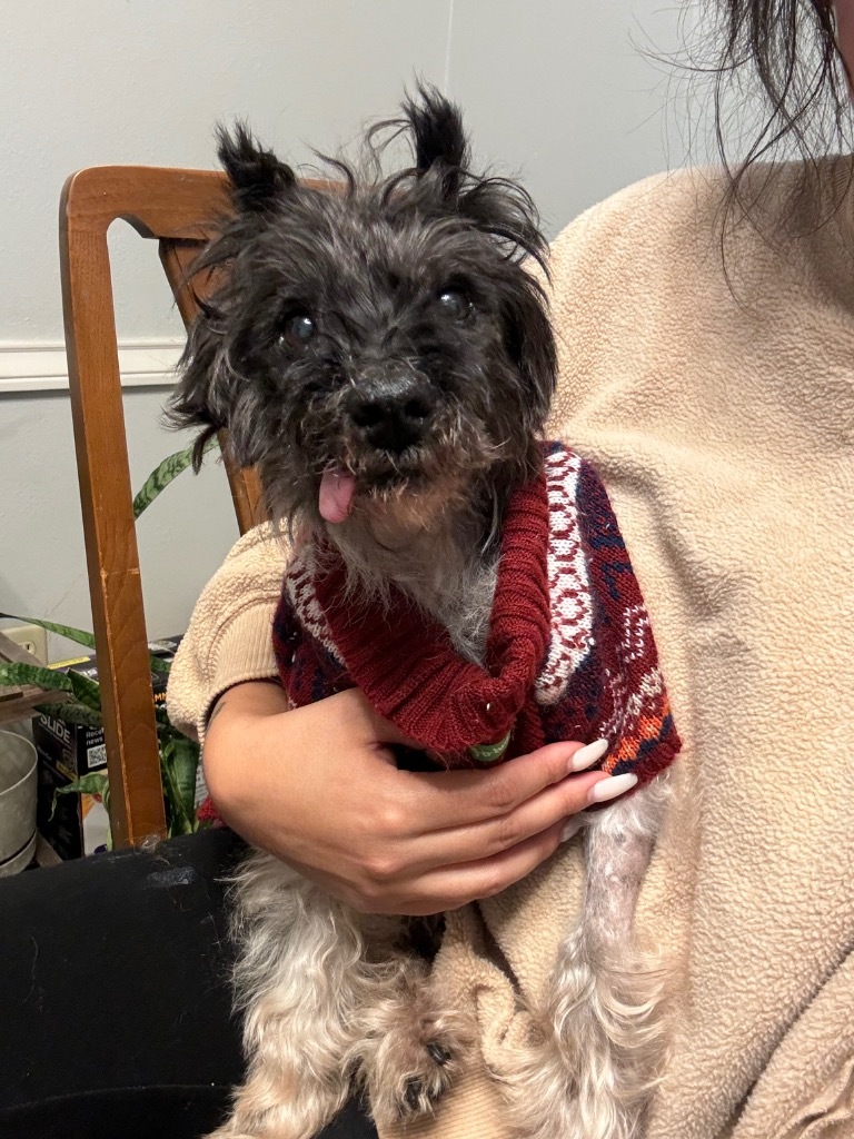 Otis, an adoptable Schnauzer, Poodle in College Station, TX, 77845 | Photo Image 1