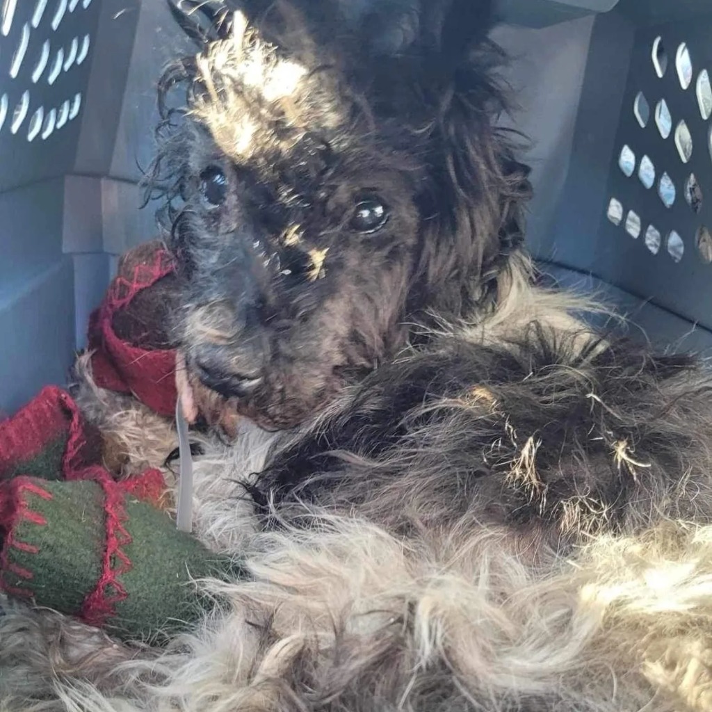 Otis, an adoptable Schnauzer, Poodle in College Station, TX, 77845 | Photo Image 3