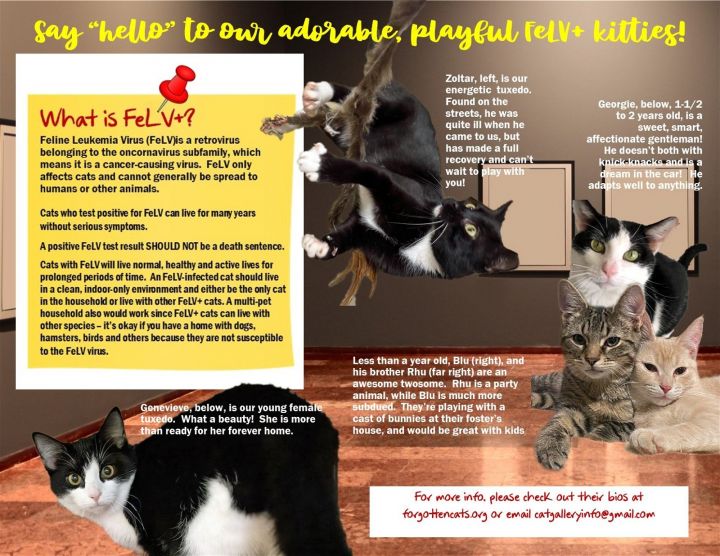 Lovable FeLV+ Kitties 1