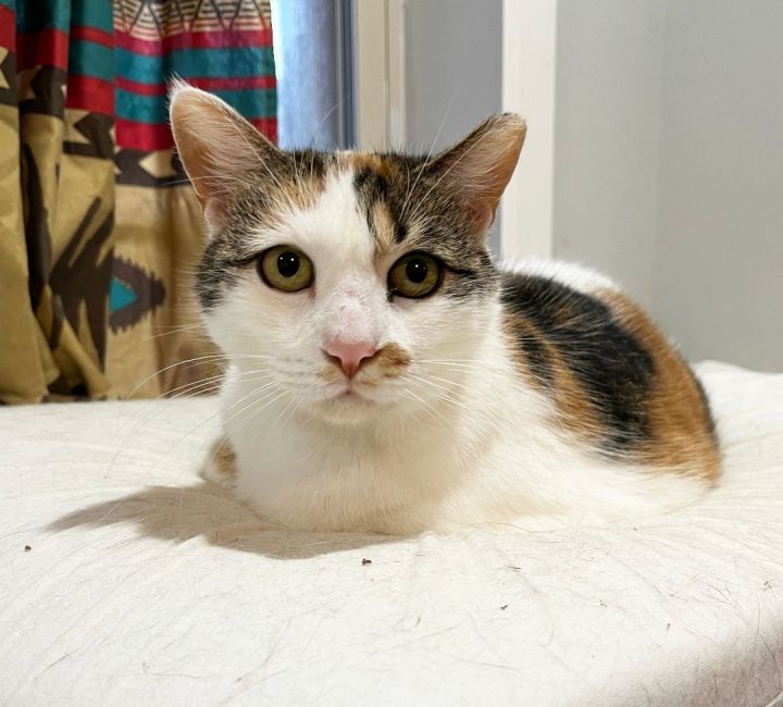 Bonnie the Beauty (50% off adoption fees), an adoptable Calico in Philadelphia, PA_image-3
