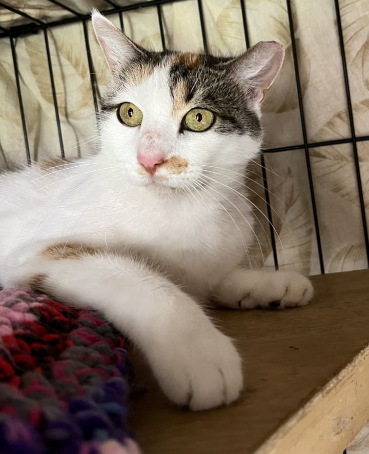 Bonnie the Beauty (50% off adoption fees), an adoptable Calico in Philadelphia, PA_image-4