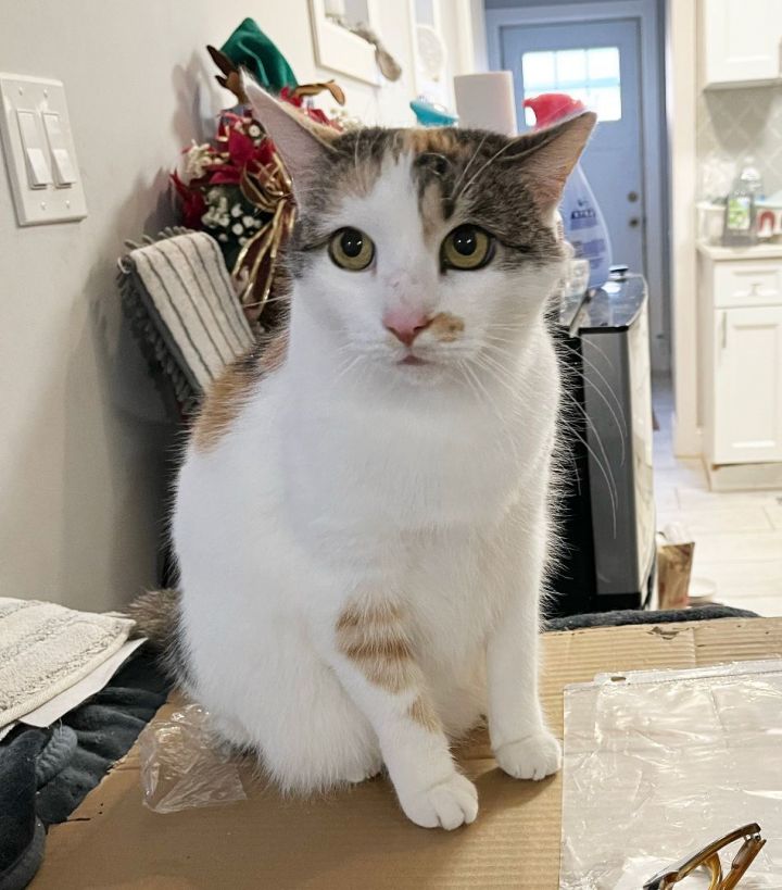 Bonnie the Beauty (50% off adoption fees), an adoptable Calico in Philadelphia, PA_image-1