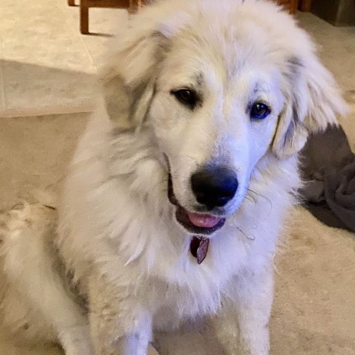 Dog for adoption - Alex, a Great Pyrenees & Airedale Terrier Mix in ...