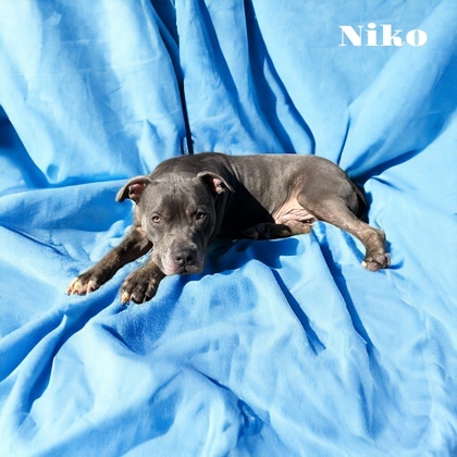 Niko, an adoptable Terrier Mix in Cumberland, MD_image-1
