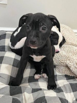 You can fill out an adoption application online on our official websiteStetson AL is a male Pit B