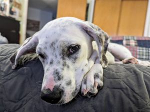 Rina (TX) Labrador Retriever Dog