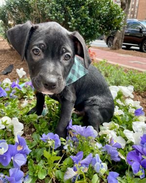 You can fill out an adoption application online on our official websiteSebastian AL is a male Pit