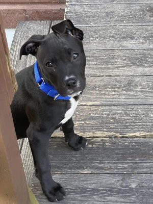 You can fill out an adoption application online on our official websiteSimba AL is a male Pit Bul