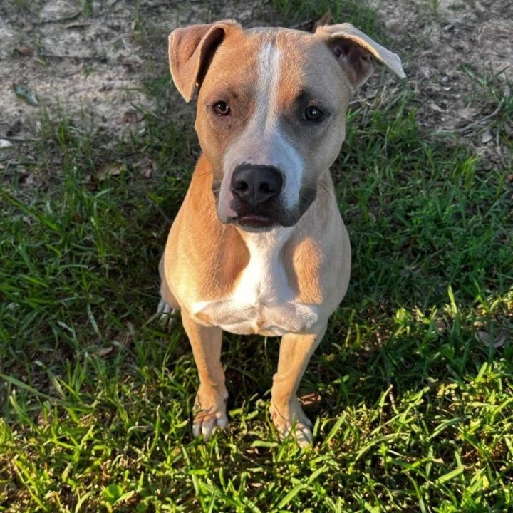 Dog for adoption - Icy, a Pit Bull Terrier & American