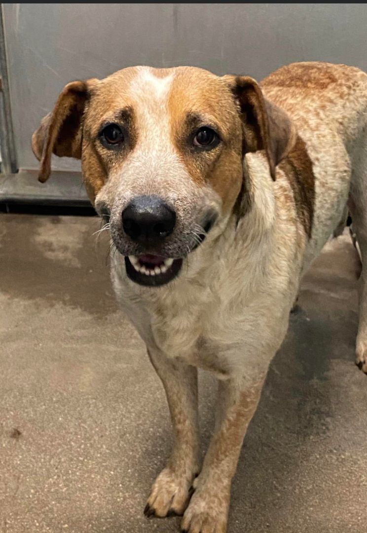 Hound cattle dog store mix