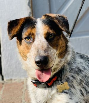 This is Kenzo He is a young 1 yr old cattle dog mix who likes other dogs is very sweet