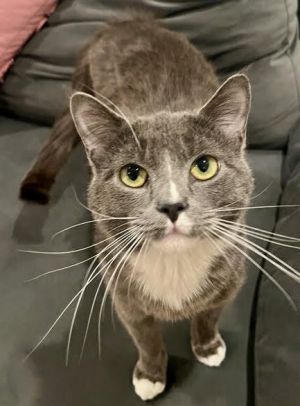 Mouse is a handsome gray tuxedo who was found as a stray At just one-year-old he has the energy of