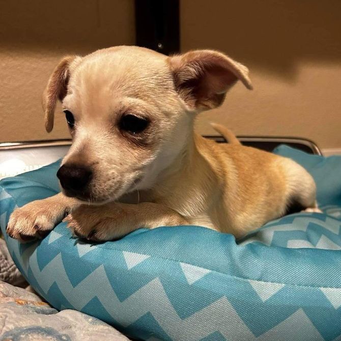 Louie , an adoptable Chihuahua & Terrier Mix in Clovis, CA_image-3