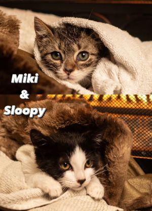 Miki & Sloopy Domestic Short Hair Cat