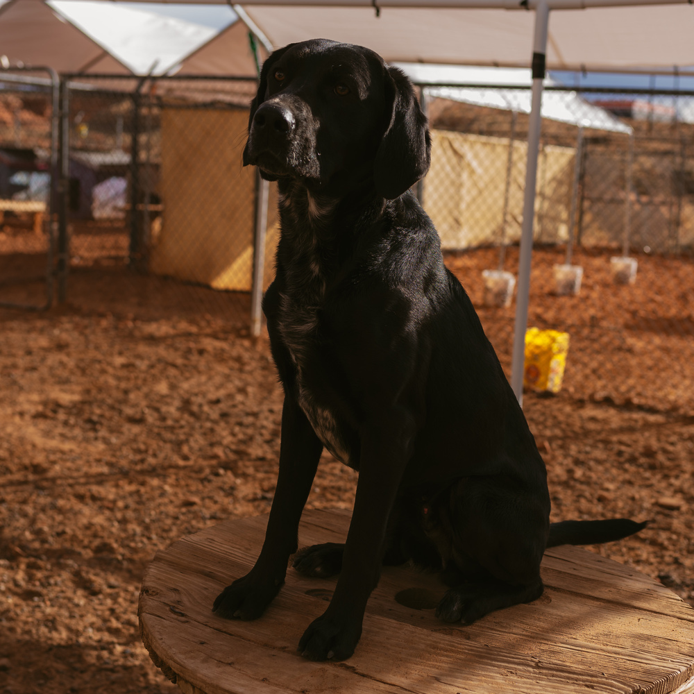 Andy, an adoptable Labrador Retriever, Hound in Page, AZ, 86040 | Photo Image 1