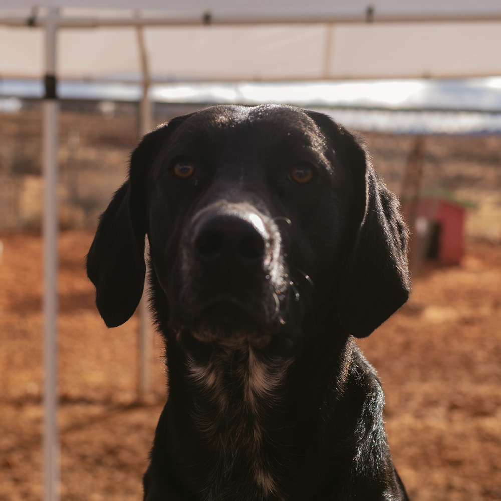 Andy, an adoptable Labrador Retriever, Hound in Page, AZ, 86040 | Photo Image 2