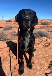 Andy, an adoptable Labrador Retriever, Hound in Page, AZ, 86040 | Photo Image 3