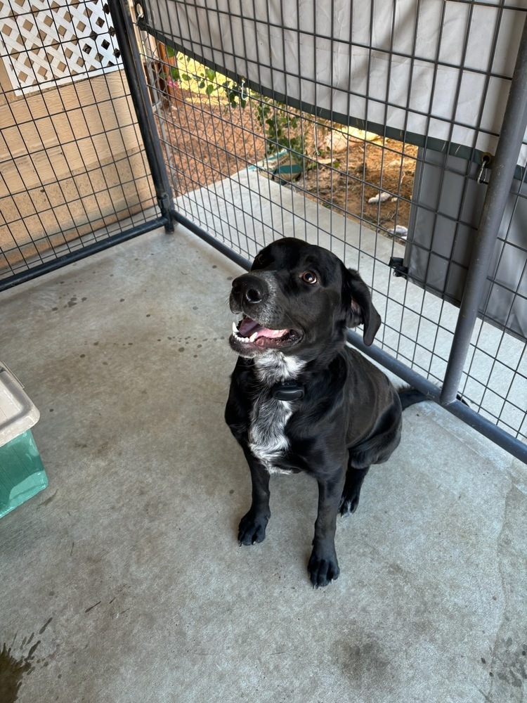 Andy, an adoptable Labrador Retriever, Hound in Page, AZ, 86040 | Photo Image 4