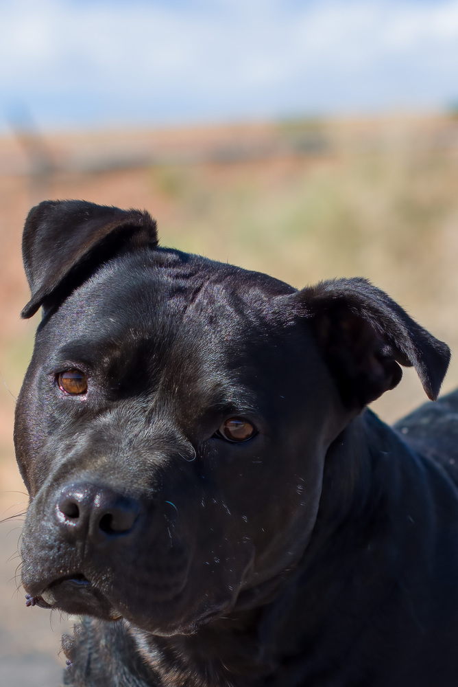 Marla, an adoptable American Staffordshire Terrier, Labrador Retriever in Page, AZ, 86040 | Photo Image 1