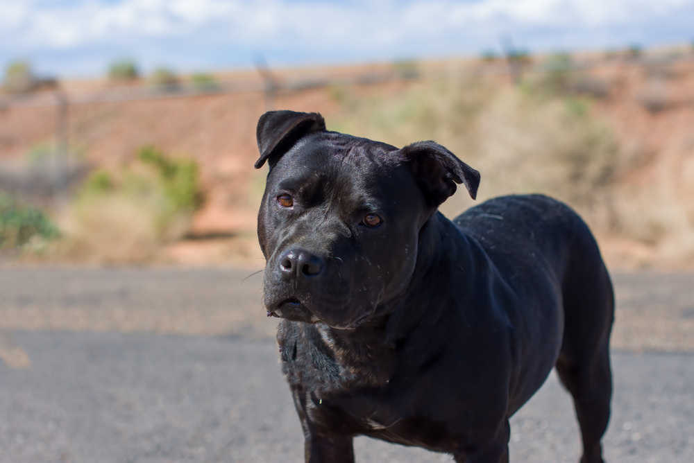 Marla, an adoptable American Staffordshire Terrier, Labrador Retriever in Page, AZ, 86040 | Photo Image 2