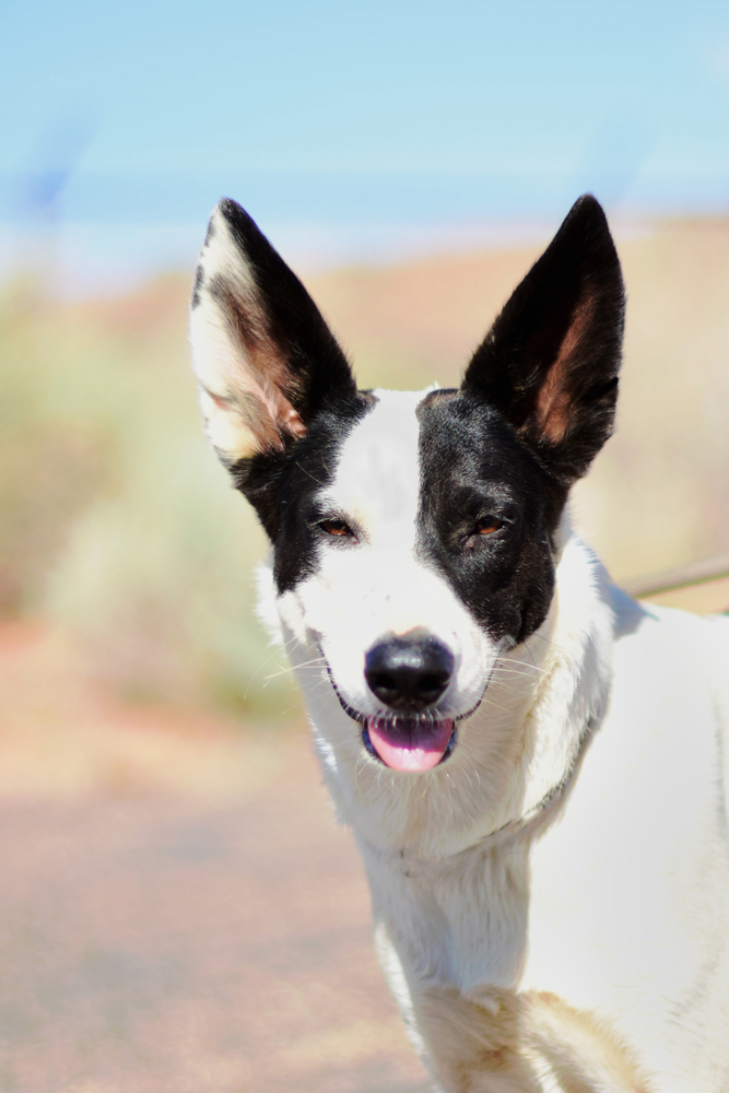 Gretta, an adoptable Cattle Dog in Page, AZ, 86040 | Photo Image 1