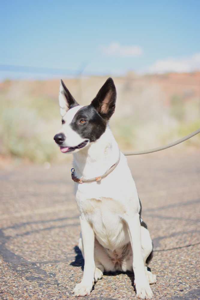 Gretta, an adoptable Cattle Dog in Page, AZ, 86040 | Photo Image 2