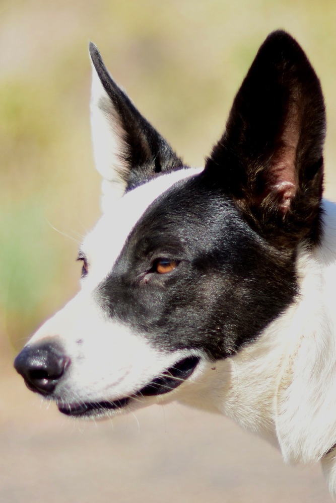 Gretta, an adoptable Cattle Dog in Page, AZ, 86040 | Photo Image 3