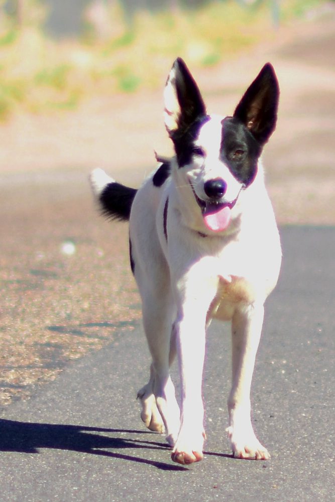 Gretta, an adoptable Cattle Dog in Page, AZ, 86040 | Photo Image 4