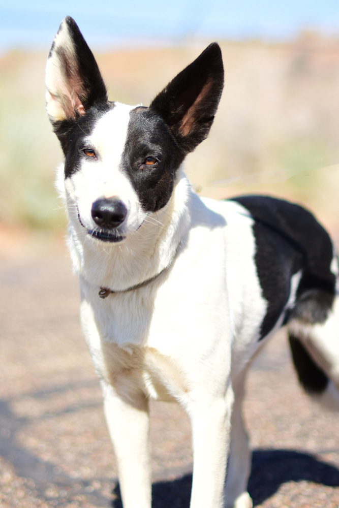 Gretta, an adoptable Cattle Dog in Page, AZ, 86040 | Photo Image 5