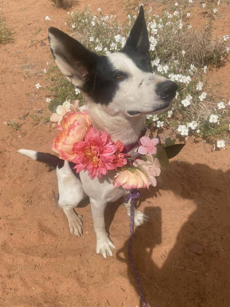 Gretta, an adoptable Cattle Dog in Page, AZ, 86040 | Photo Image 6