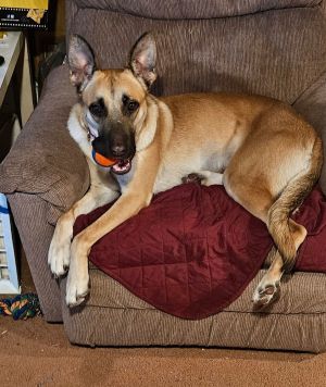 Sofia is a 2 year old Belgian ShepherdMalinois mix who was rescued from a high kill shelter in Texa