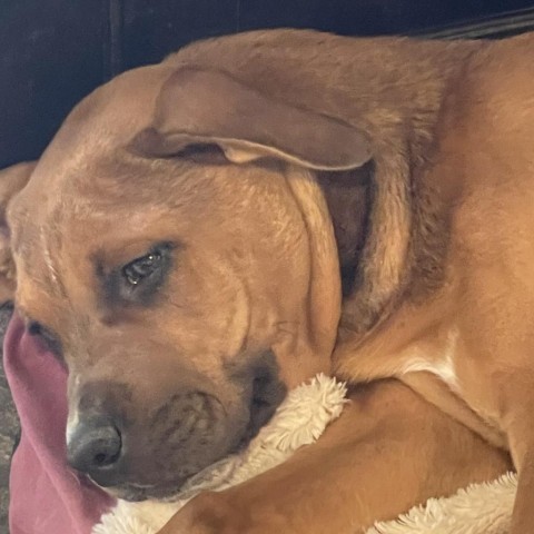 Black mouth shops cur bulldog mix