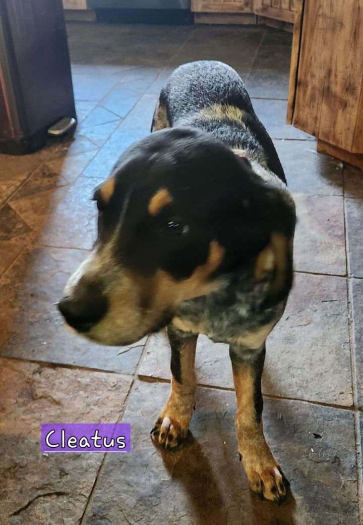 Cleatus, an adoptable Bluetick Coonhound in Manhattan, KS_image-1