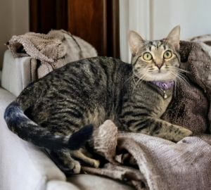 This beautiful petite brown tabby girl is named Holly and she is about 6 month
