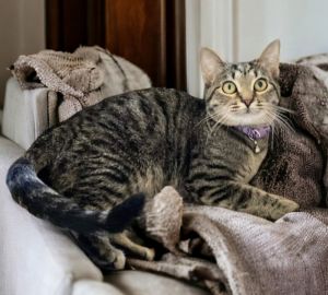 This beautiful petite brown tabby girl is named Holly and she is 1 year old She has learned a lot