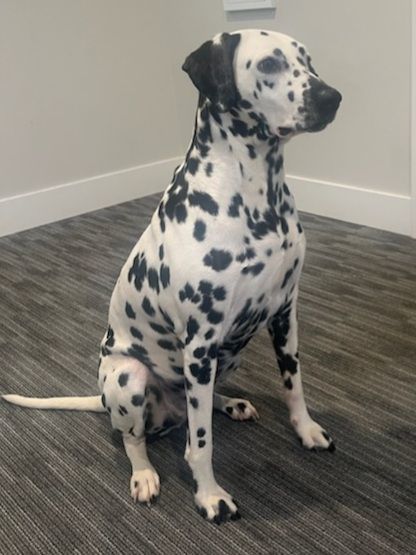 Petfinder dalmatian store