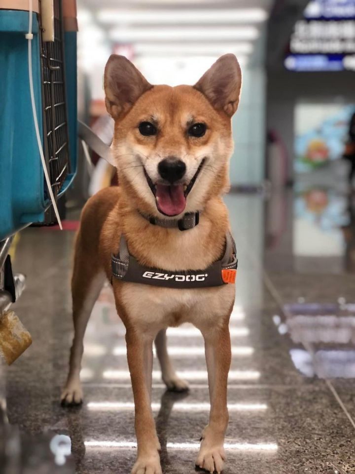 Julius 2024 k9 shiba