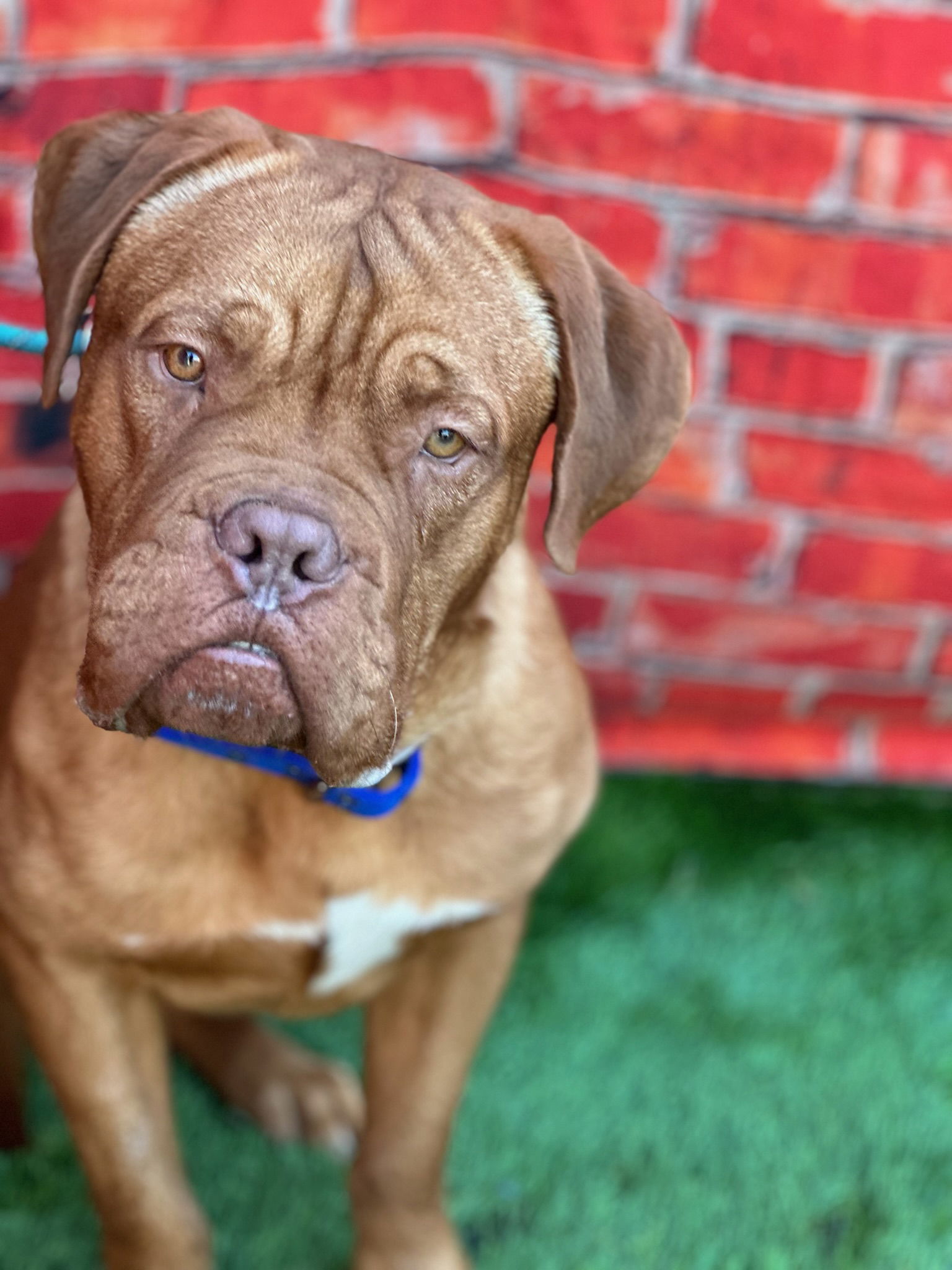 Petfinder dogue 2024 de bordeaux