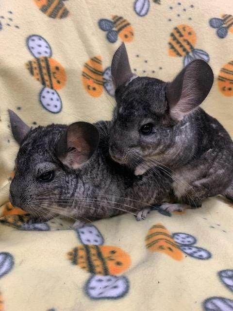 Chinchilla for adoption Rose Blanche a Chinchilla in Fountain