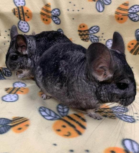 Chinchilla for adoption Rose Blanche a Chinchilla in Fountain