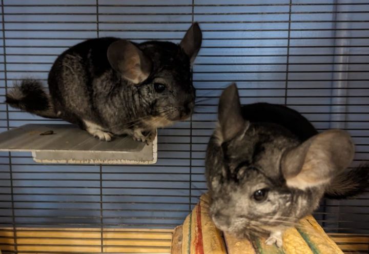 Chinchilla for adoption Rose Blanche a Chinchilla in Fountain